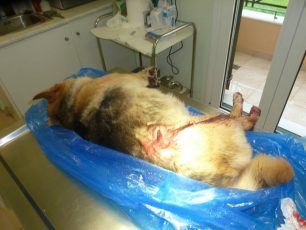 Κεφαλλονιά: Τρία ζώα - 2 γάτες & ένας σκύλος - πυροβολημένα με καραμπίνα σε 24 ώρες